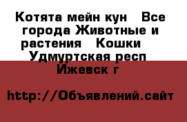 Котята мейн кун - Все города Животные и растения » Кошки   . Удмуртская респ.,Ижевск г.